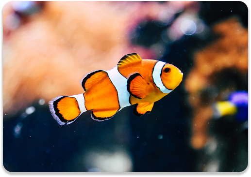 clown fish