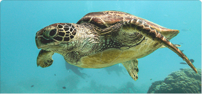 Sea Turtle