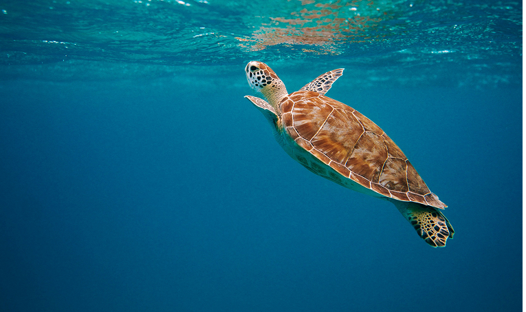 Sea Turtle